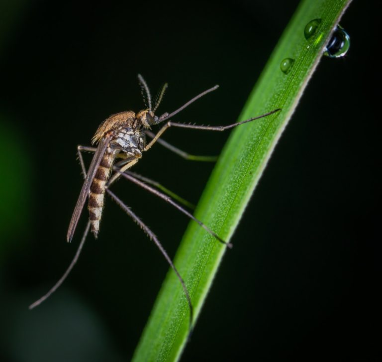 Jak skutecznie odstraszać komary?